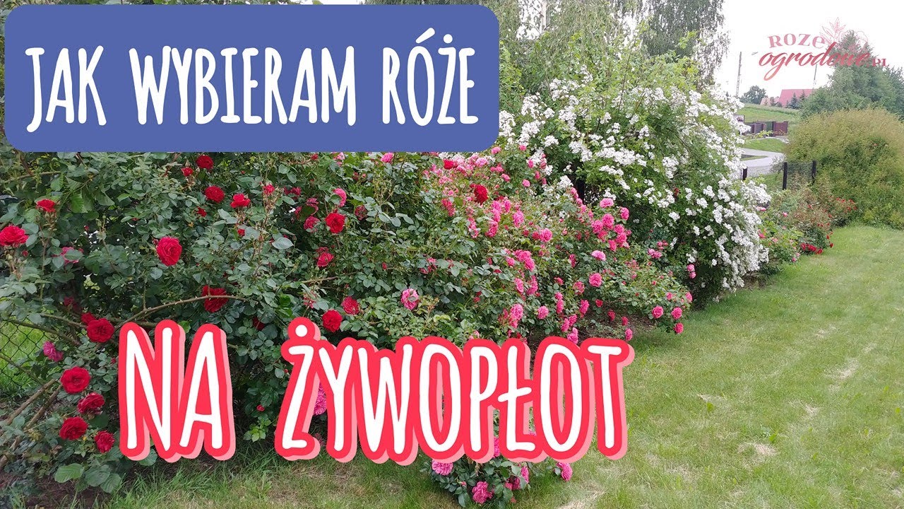 Jakie są najlepsze róże na żywopłot? Dwa przykłady.