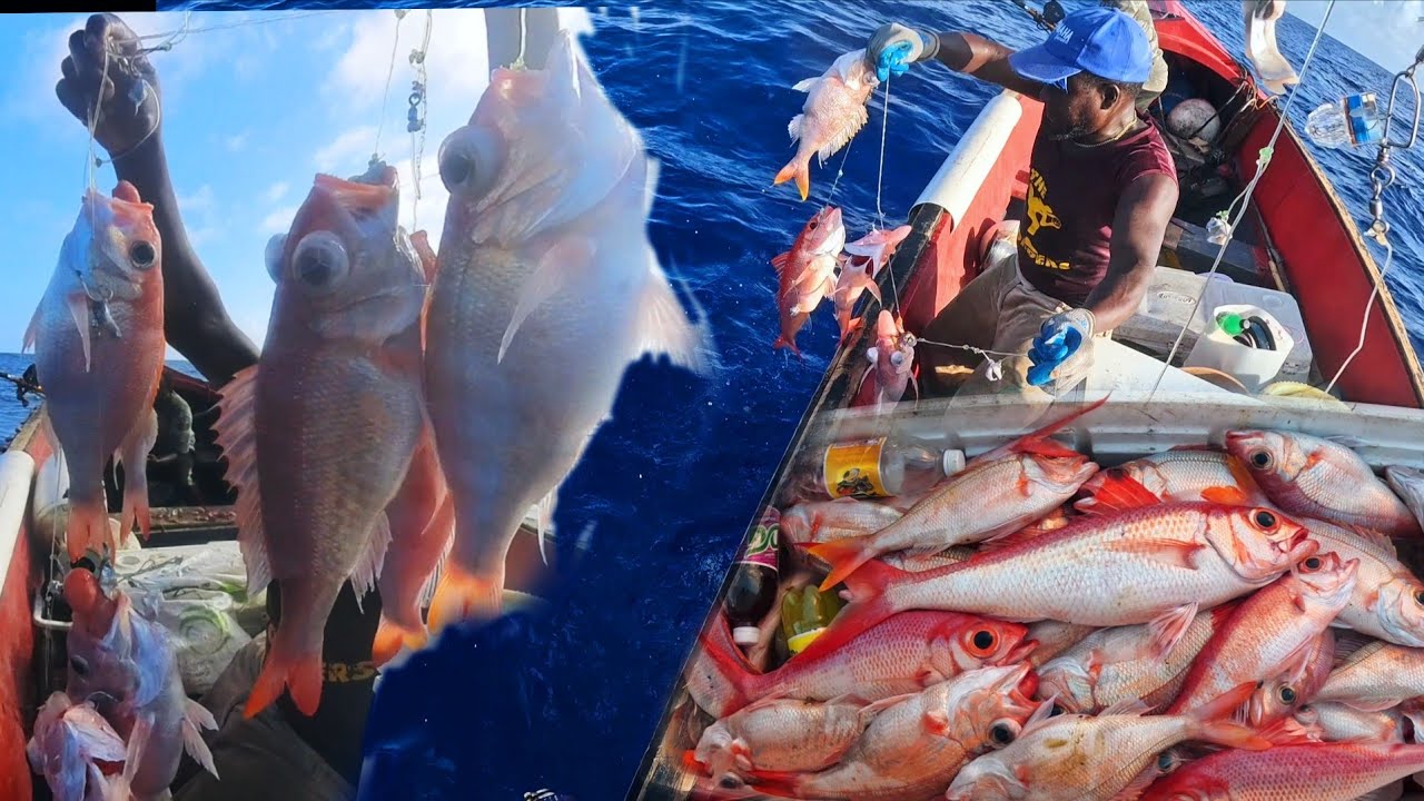 Part 1 commercial fishing trip on the Pedro Bank very successful catch miles away from mainland