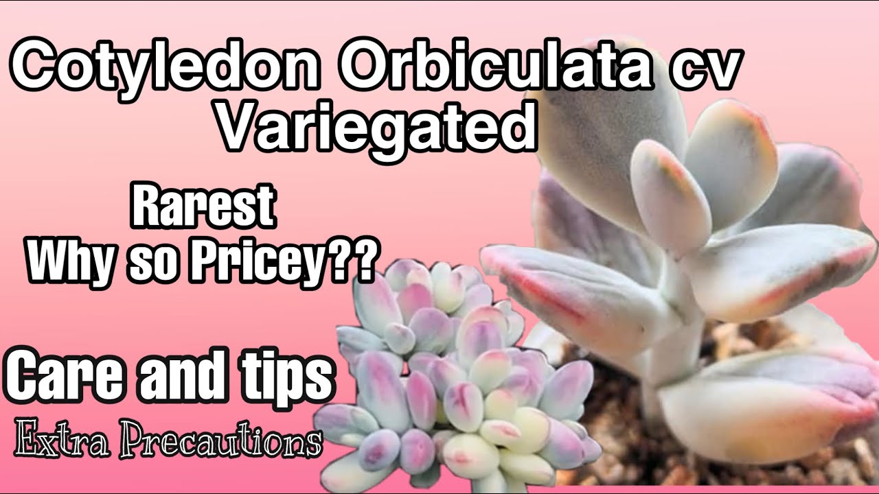 Cotyledon Orbiculata cv Variegated Knowing The Growth Cycle, Care&Tips