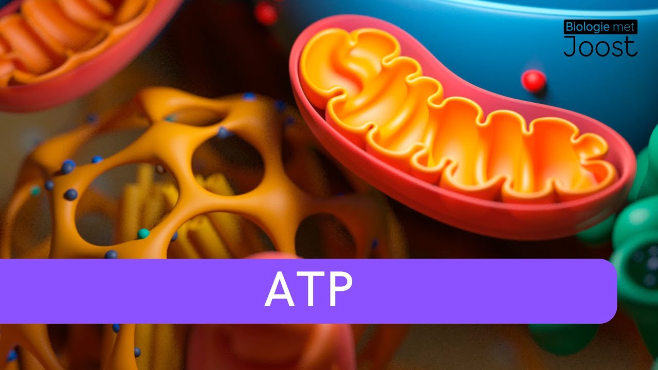 ATP | Mitochondriën | Energie in je cellen | Samenvatting | Havo