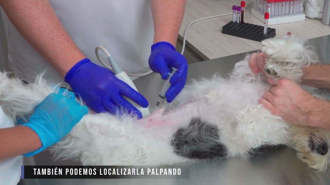 Pasos para la toma de muestra de orina en caninos.