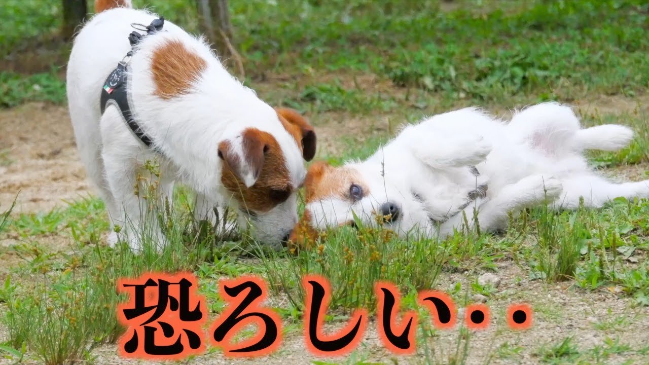 愛犬が突如スリスリを始めたと思ったら恐ろしいものが隠れていました/ジャックラッセルテリア/【京都嵐山】ワン遊ランド