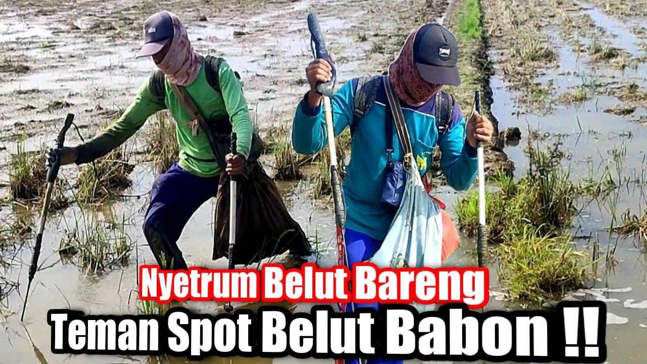 Spot Nyetrum Belut Siang Hari Part 11 | Durasi panjang ‼️