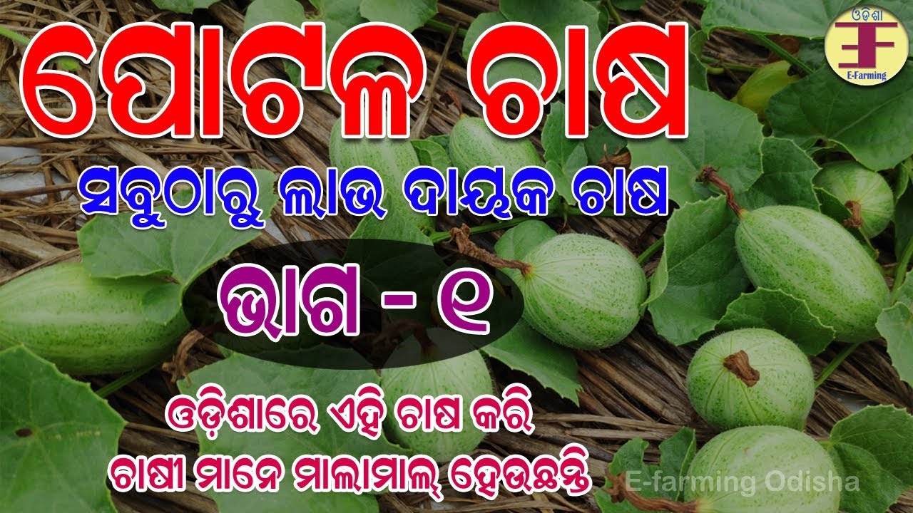ପୋଟଳ ଚାଷ ,କେମିତି ଆରମ୍ଭ କରିବେ (Pointed Gourd farming in odisha).
