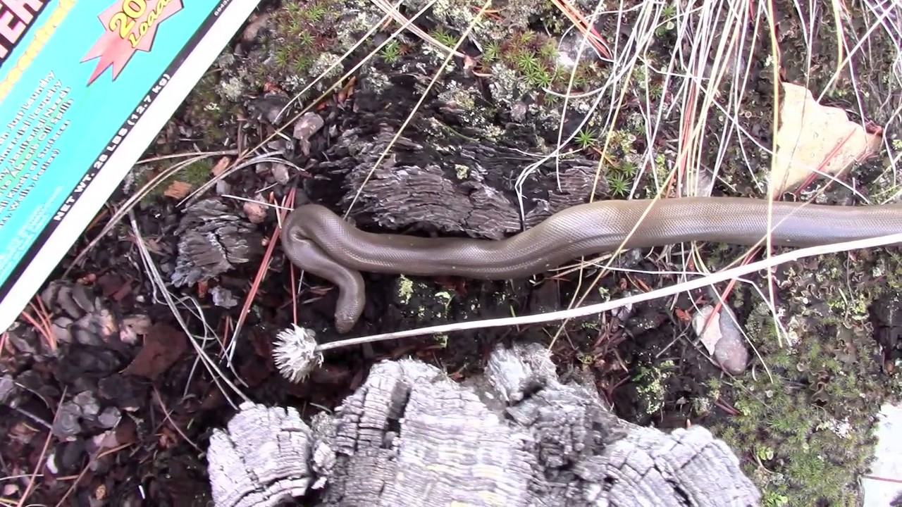 Montana Northern Rubber Boa Snake