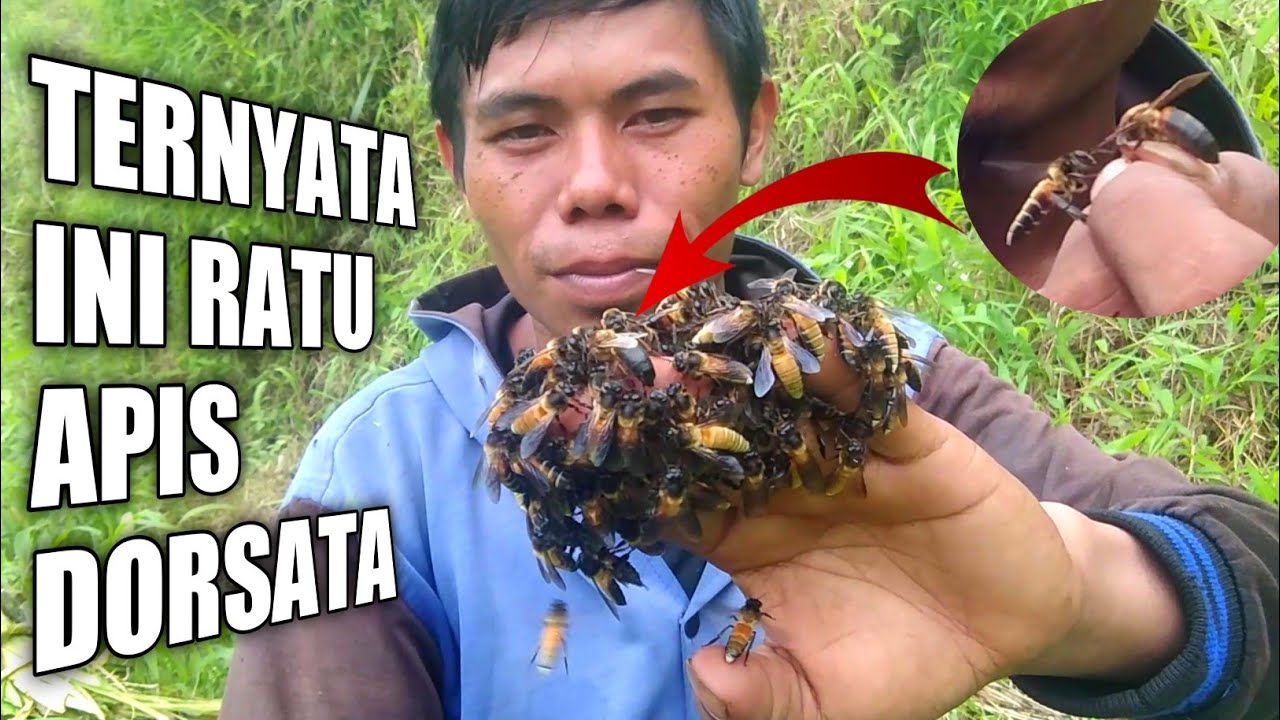 Cara Menangkap Ratu Lebah Apis Dorsata