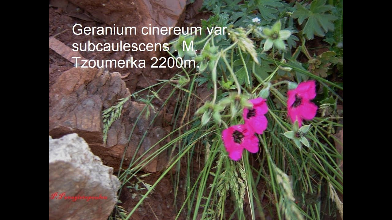   Geranium - Erodium Part 1.  Geraniceae family.  Greece