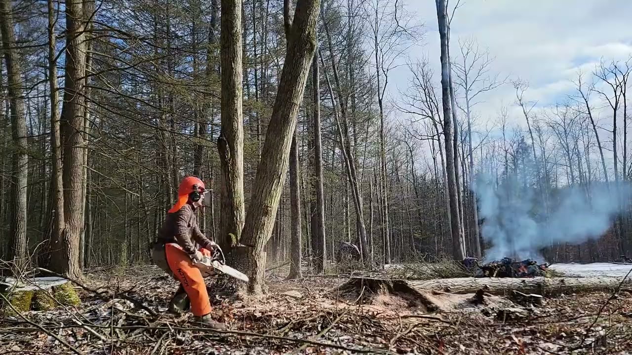 Tree Falling :: 23