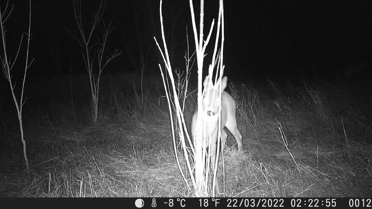 Trailcam OMG H501 video | Roe deer buck marking territory