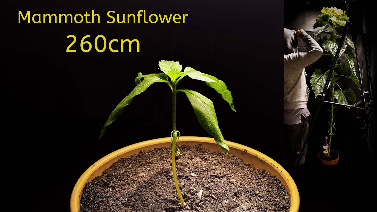 Mammoth Sunflower | Timelapse | 8 weeks