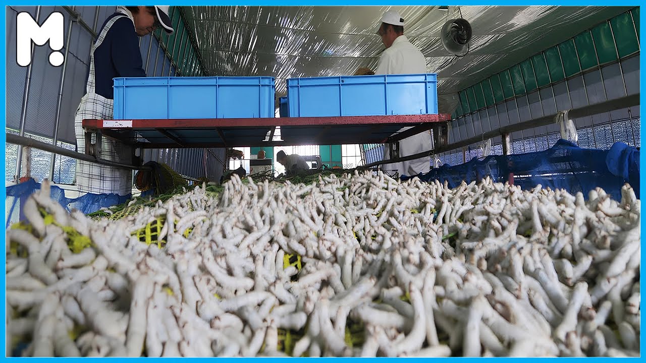 Silkworm Farming & Silk Cocoon Harvesting in Japan 🐛| How Japan Farms Millions of Silkworms for Silk