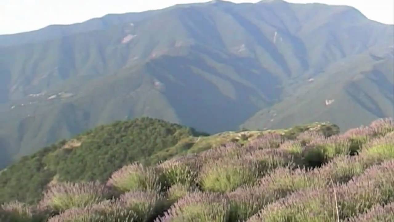 Documenti - Coltivazione e distillazione della Lavanda