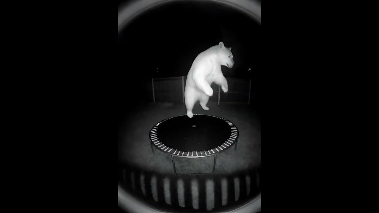 Bears Can Do CRAZY Things But This SECURITY CAMERA Footage Takes the Cake 😨🐻