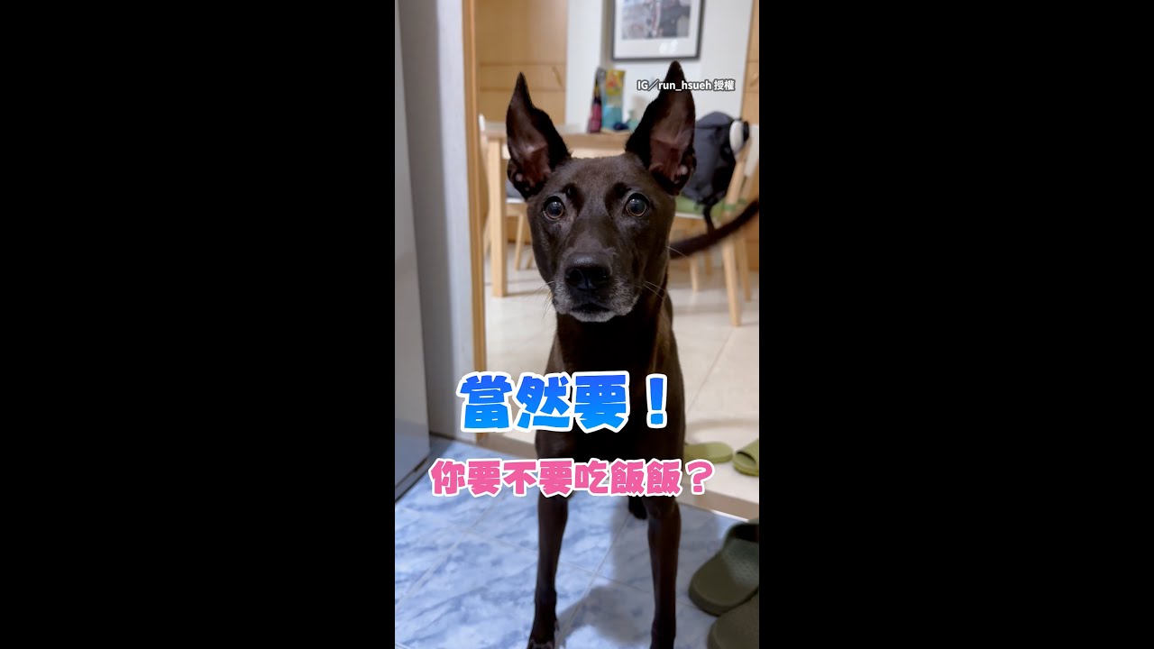 【聽懂人話的歐告】黑狗「親爸爸」才能吃飯！急奔完成任務 