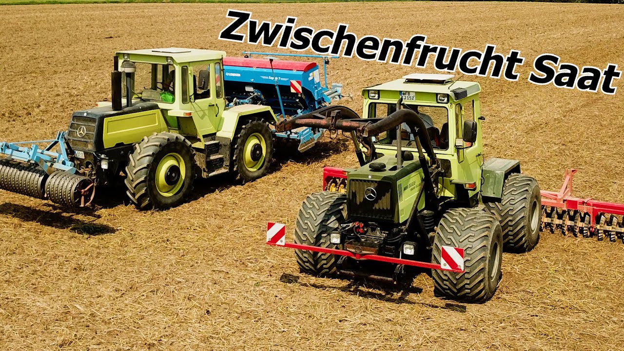 ⭐MB-Tracs im Einsatz ⭐ - mit eeextra breiten Terra-Reifen MB-Trac 900 Turbo -  Zwischenfrucht  2023