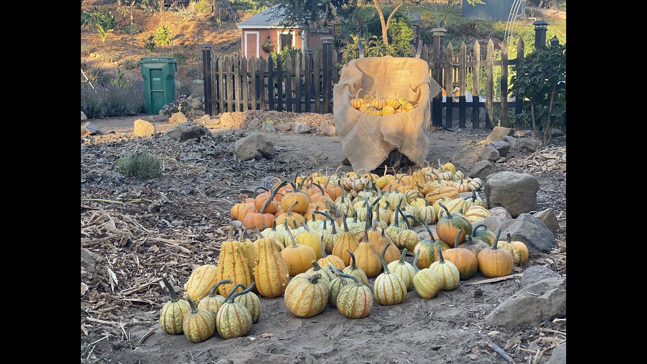 Cultiva tus Mini Calabazas! No Compres más Calabazas! Sacale Semilla para la Próxima Temporada..