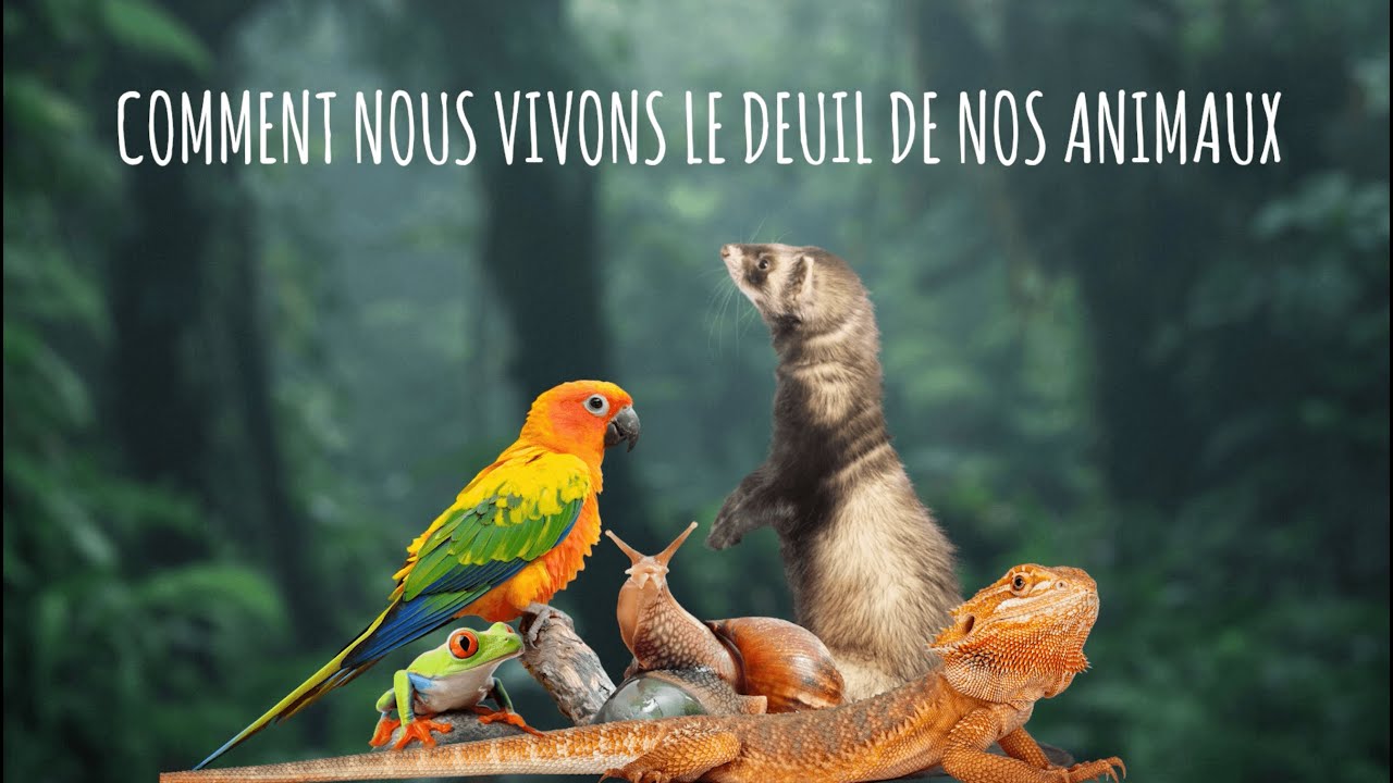 ÉPISODE 6 - SAISON 1 - Comment nous vivons le deuil de nos animaux