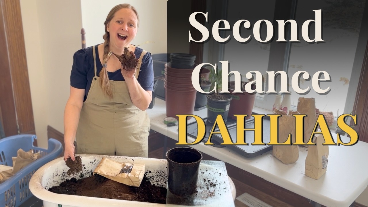 Planting Dahlia Tubers in Pots | A Second Chance at Blooming