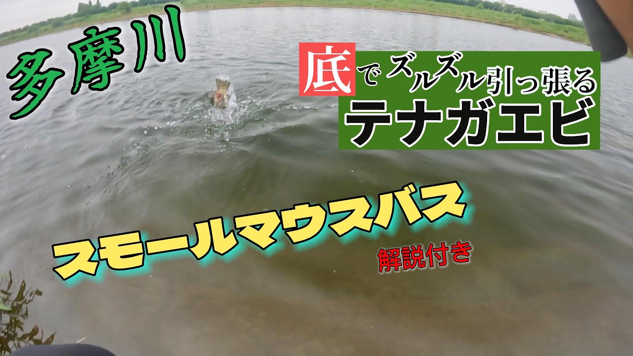 多摩川で良型なスモールが釣れました