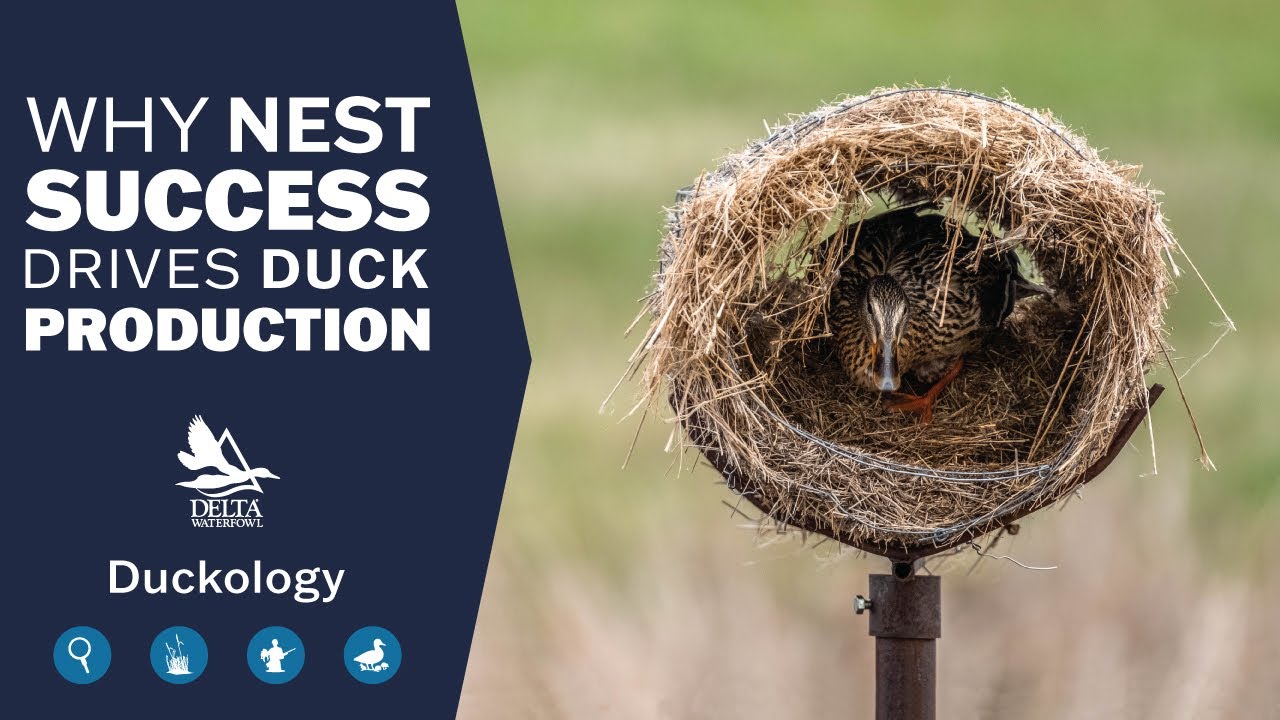 Why Nest Success Drives Duck Production | Duckology