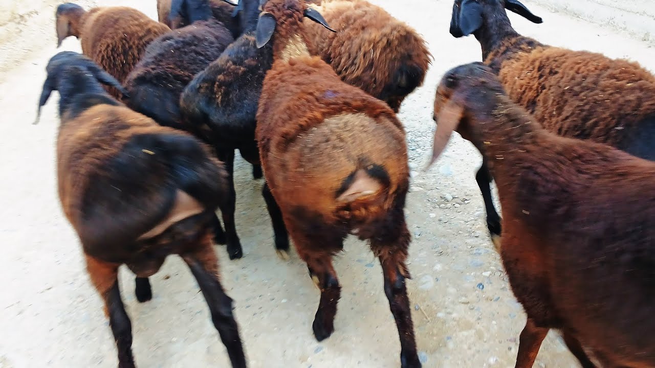 Savdogarlar qanaqa qo‘y boqadi va boqishda nimalarga etibor beradi? Bu savolga javob videoda! 