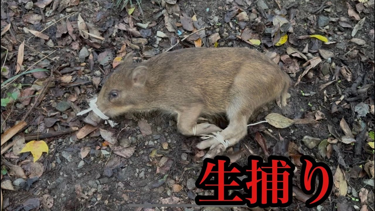 【＃1】猪捕まえてみた🐗【閲覧注意】