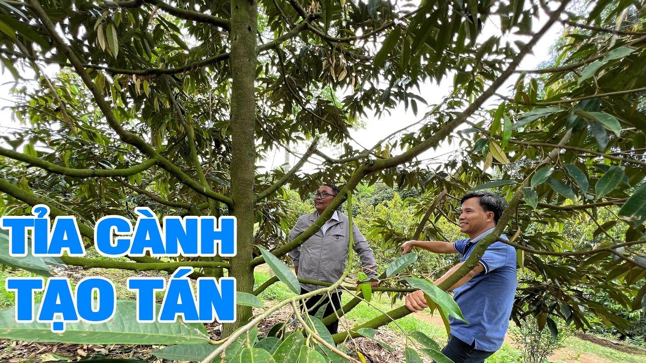 CÁCH TỈA CÀNH  TẠO TÁN CHO CÂY SẦU RIÊNG -TẬP 3 - CHÚ ĐỆ.