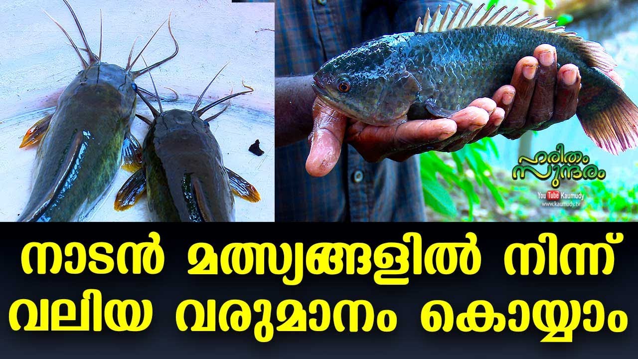 Make Huge Profit through Fish Farming | Haritham Sundharam | EP 279 | Kaumudy