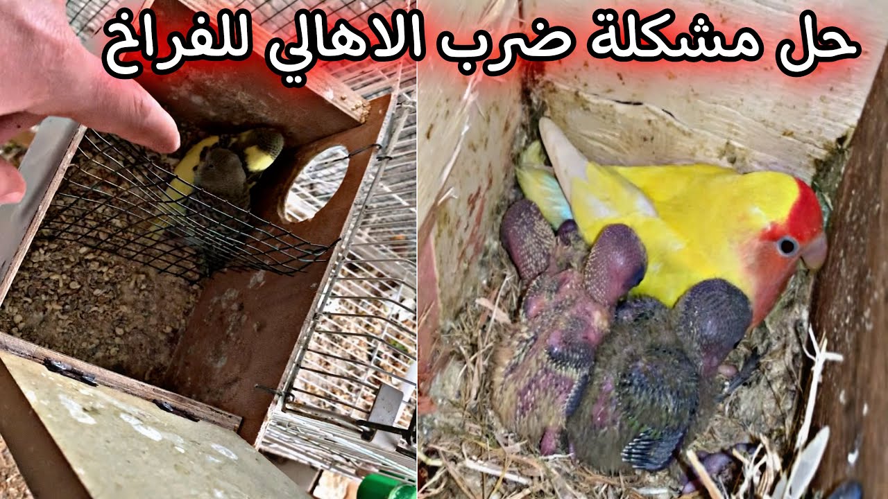 الحل الأمثل لمشكلة ضرب الأهالي للفراخ جربها ولن تندم 👍