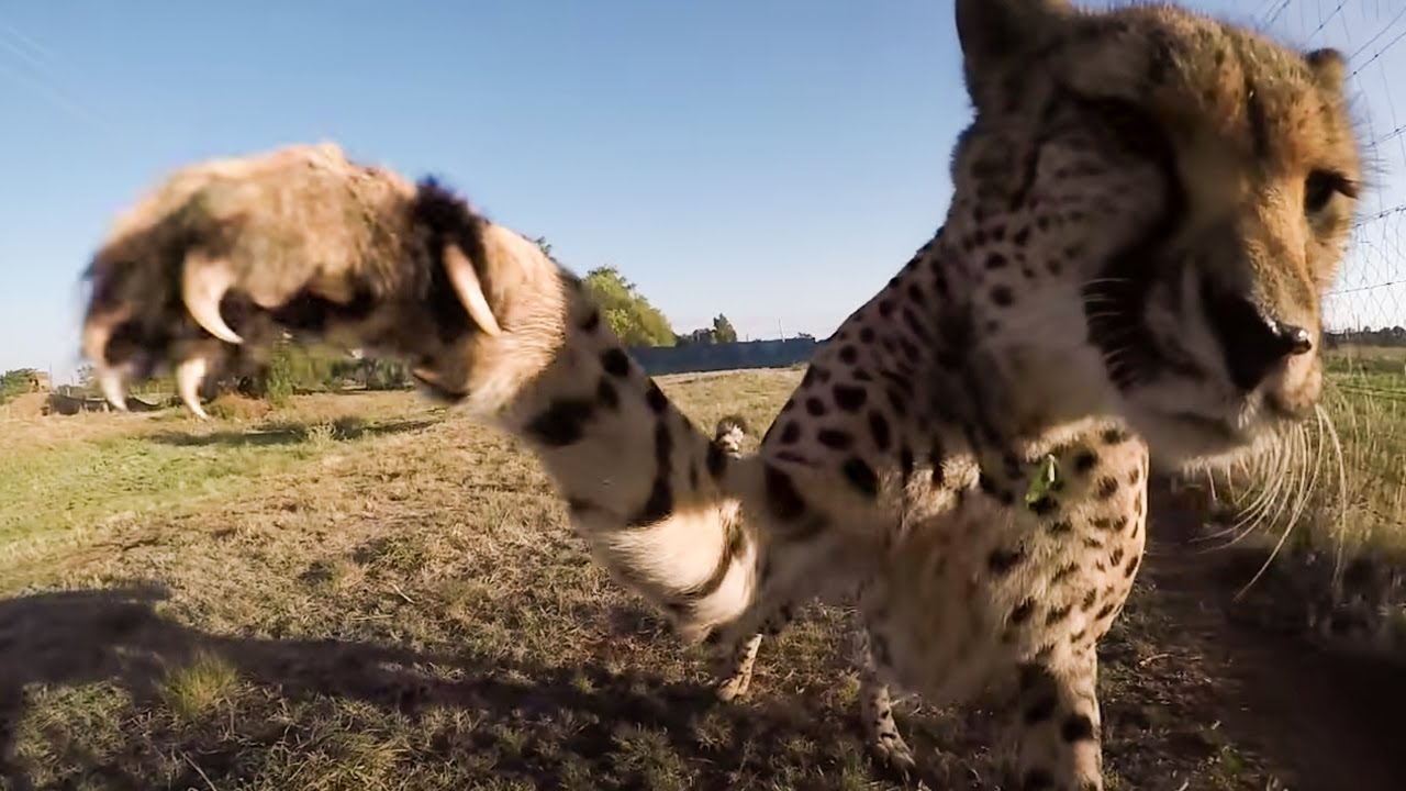 Cheetah Creeps Up On Man, Then The Unexpected Happens