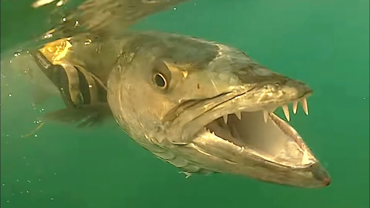 Towed Boat 1700 Miles To Catch Dream Fish!!!