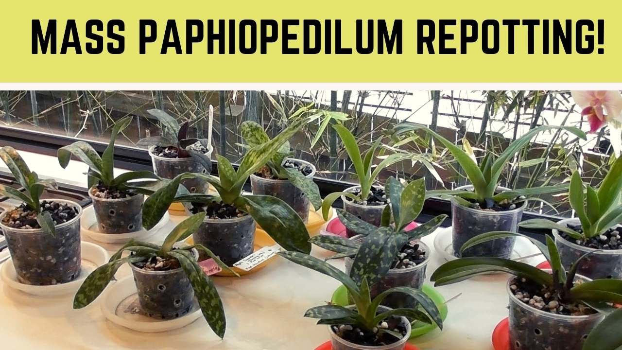 Пересадка Maudiae Paphiopedilums // Почему пафиопедилумы нуждаются в ежегодной пересадке
