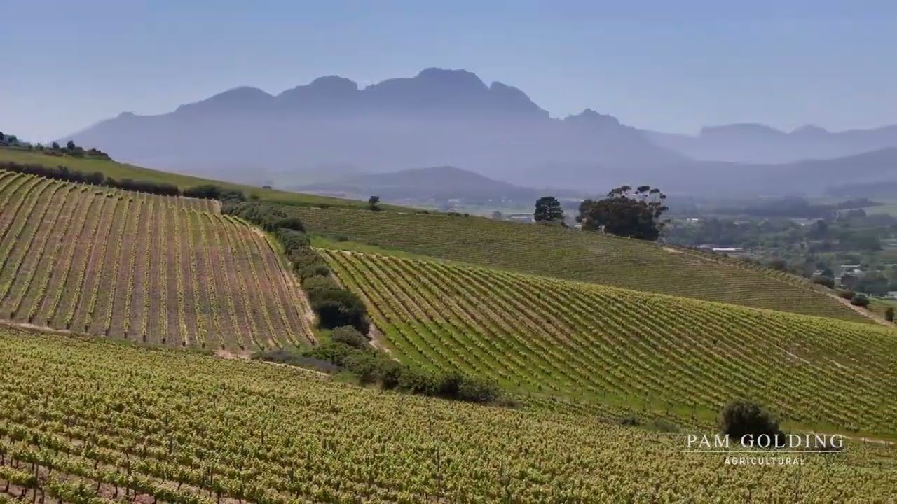 Commercial Wine farm for sale in Stellenbosch