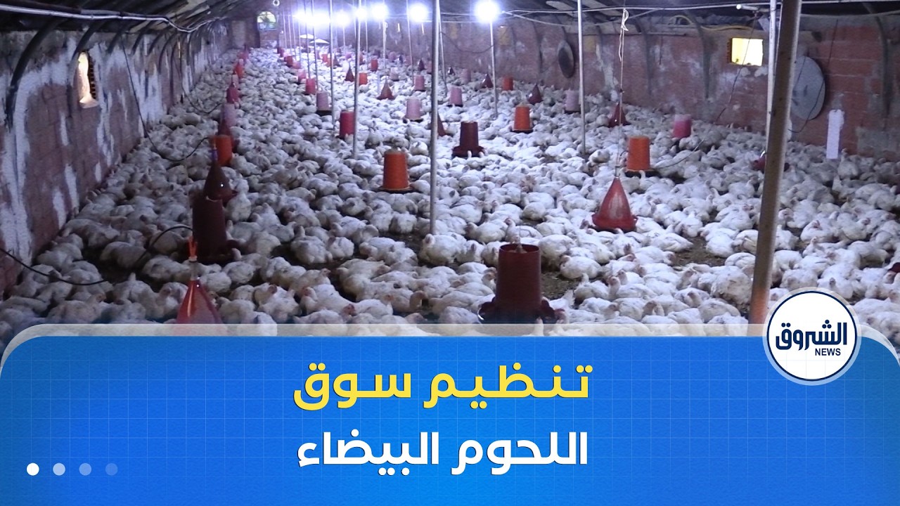 إعادة تشكيل لجنة وطنية لتنظيم عمليات استيراد أمهات الدواجن و ضمان التموين المنتظم للحوم البيضاء