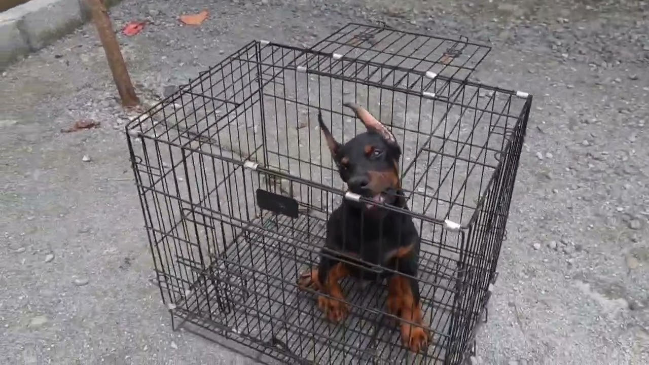 Top European Doberman Pups In India 