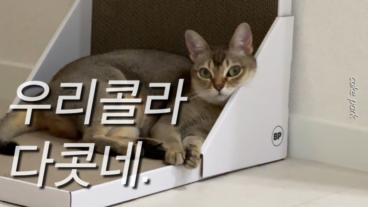 옛날에 느좋 고양이가 살앗슨 | 고양이브이로그 | 싱가푸라