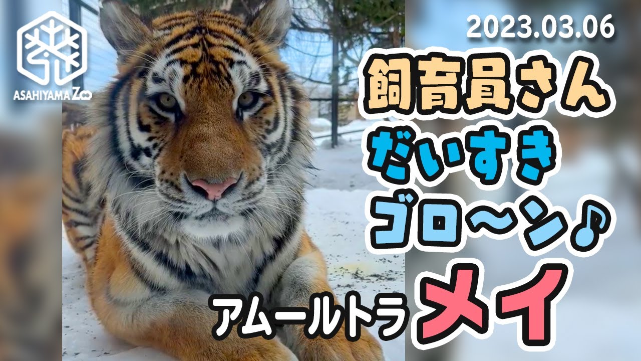 【旭山動物園】カメラ目線で近すぎゴロ〜ン♪🐯飼育員さん大好きアムールトラのメイ(3/6)[Asahiyama Zoo] Amur tiger, Mei and Zaria.