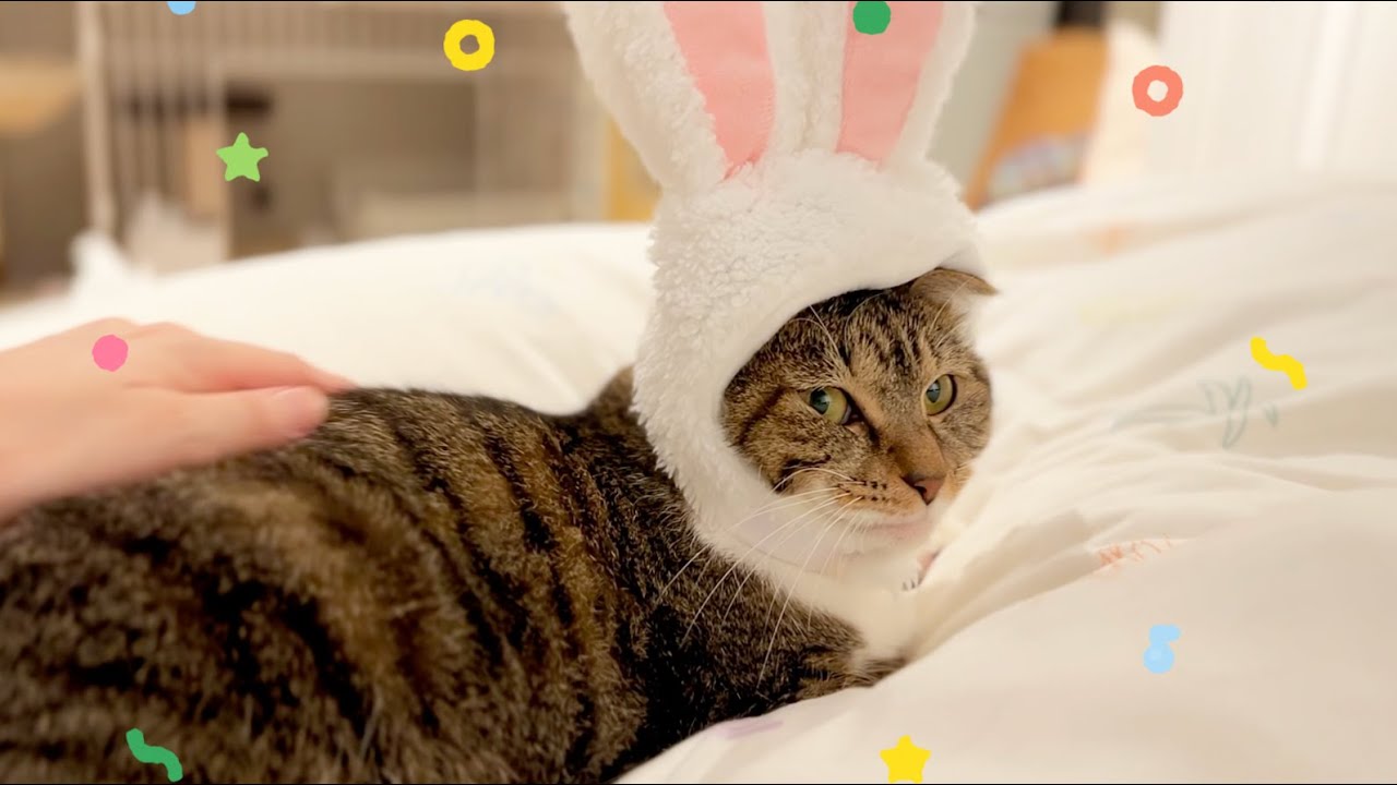 世界で一番短いハロウィンを愛猫と過ごしました【土夜ねむ猫通信Vol.75】