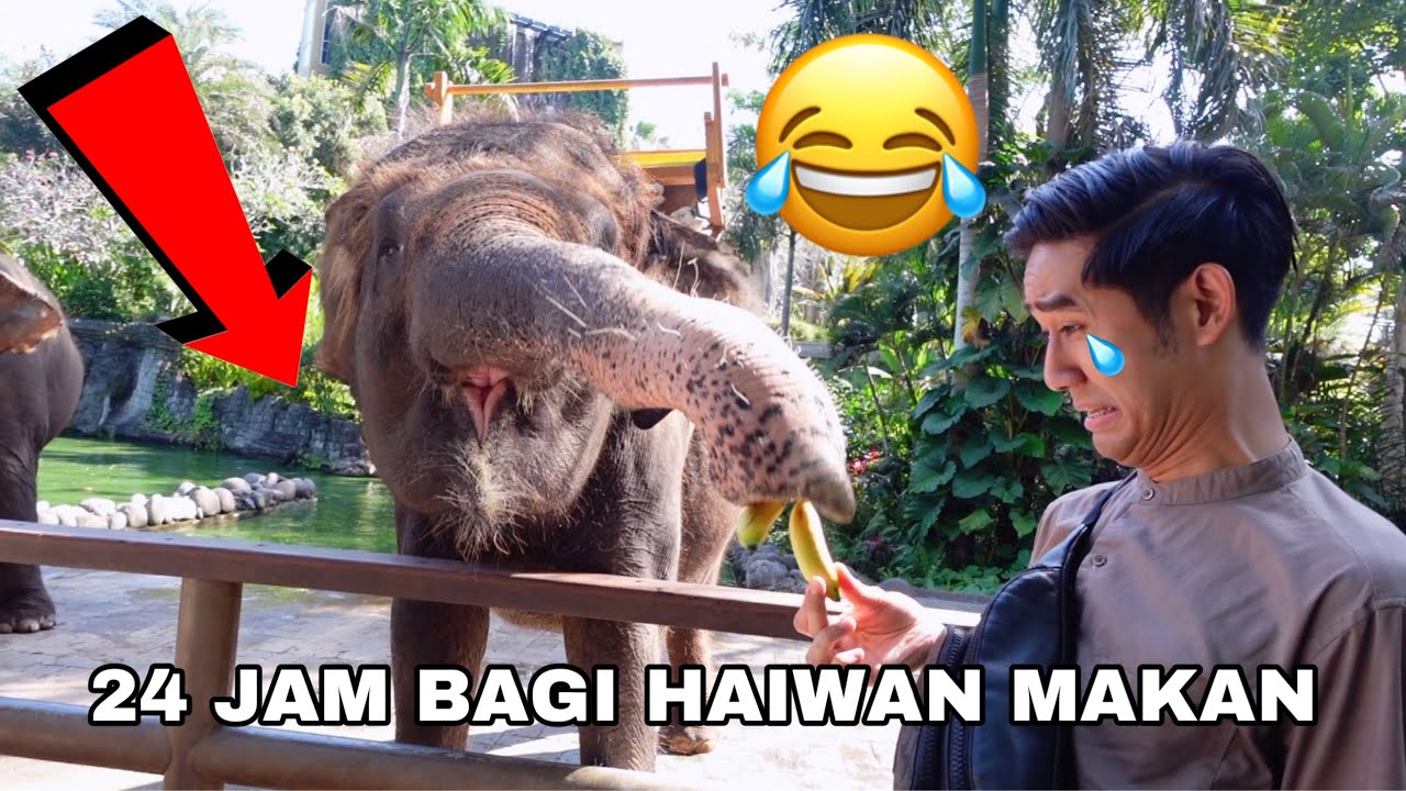 24 JAM BAGI SEMUA JENIS HAIWAN MAKAN DI ZOO 😂🐘 ILIYA BAGI HARIMAU MAKAN 🐅