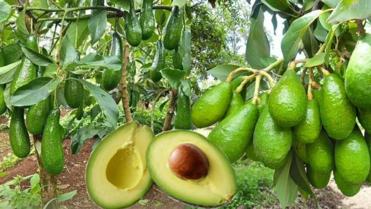 Tips and tricks for making avocado plants to bear fruit quickly