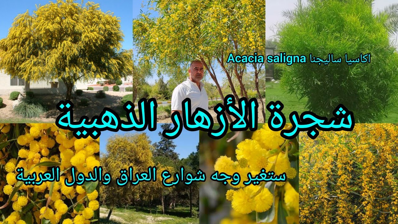 اكاسيا ساليجنا Acacia saligna  سالجانا  شجرة الأزهار الذهبية  ستغير شكل شوارع العراق والدول العربية