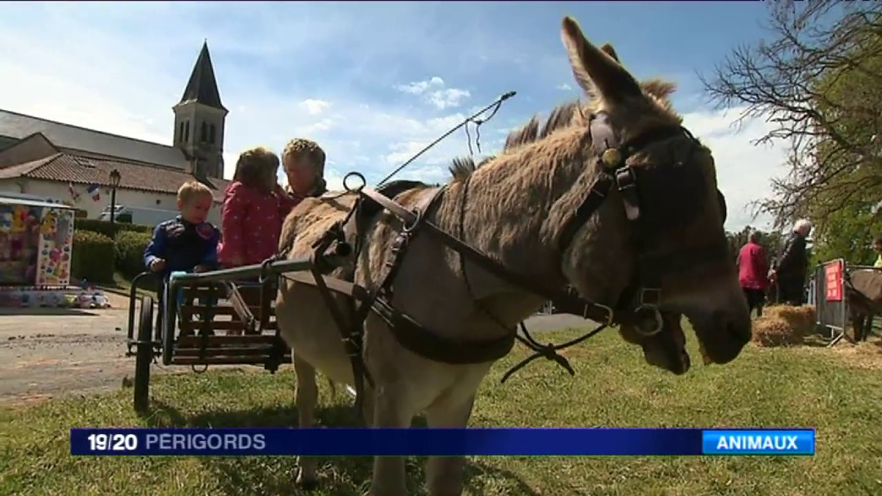 La fête des ânes à Marsaneix en Dordogne