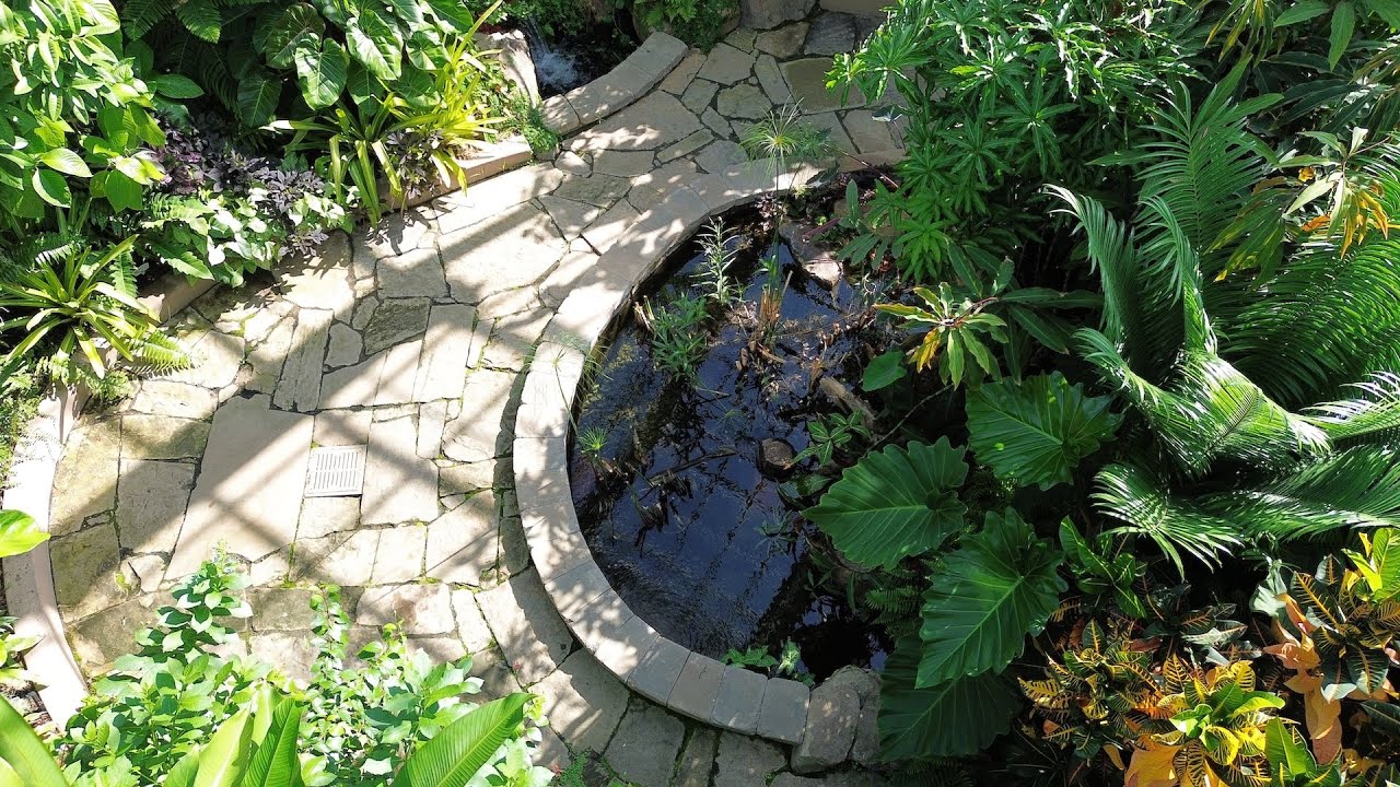 Visiting our Water Garden in a Tropical Greenhouse ONE YEAR LATER