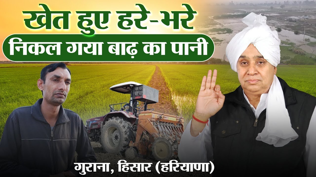 निकल गया गाँव गुराना, हिसार (हरियाणा) के खेतों से बाढ़ का पानी, खेत हुए हरे-भरे || SA News Channel
