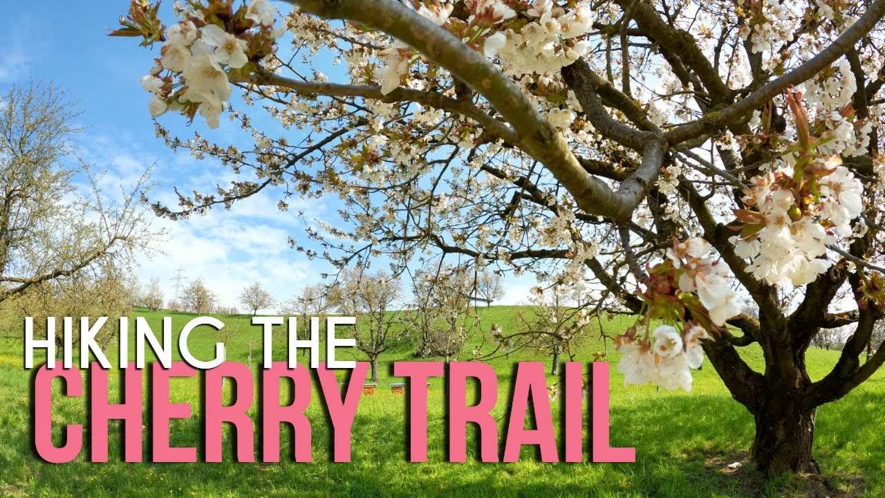 Hiking the Cherry Trail 🌸🍒🌸 // Fricktaler Chriesiw&auml;g Switzerland // Discover the World
