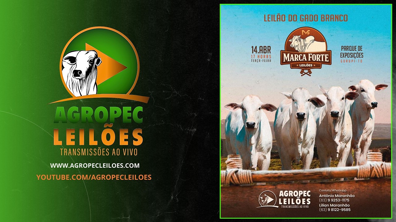 agropecleiloes.com LEIL&Atilde;O GADO DE CORTE | MARCA FORTE LEIL&Otilde;ES - GURUPI-TO 14/04/2026.