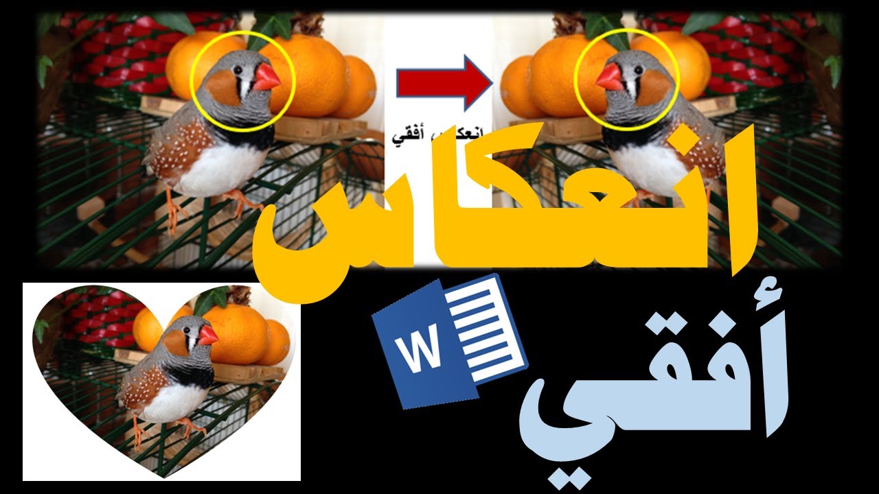 ادراج صورة في الوورد والتحكم بالحجم والقص والاستدارة Word