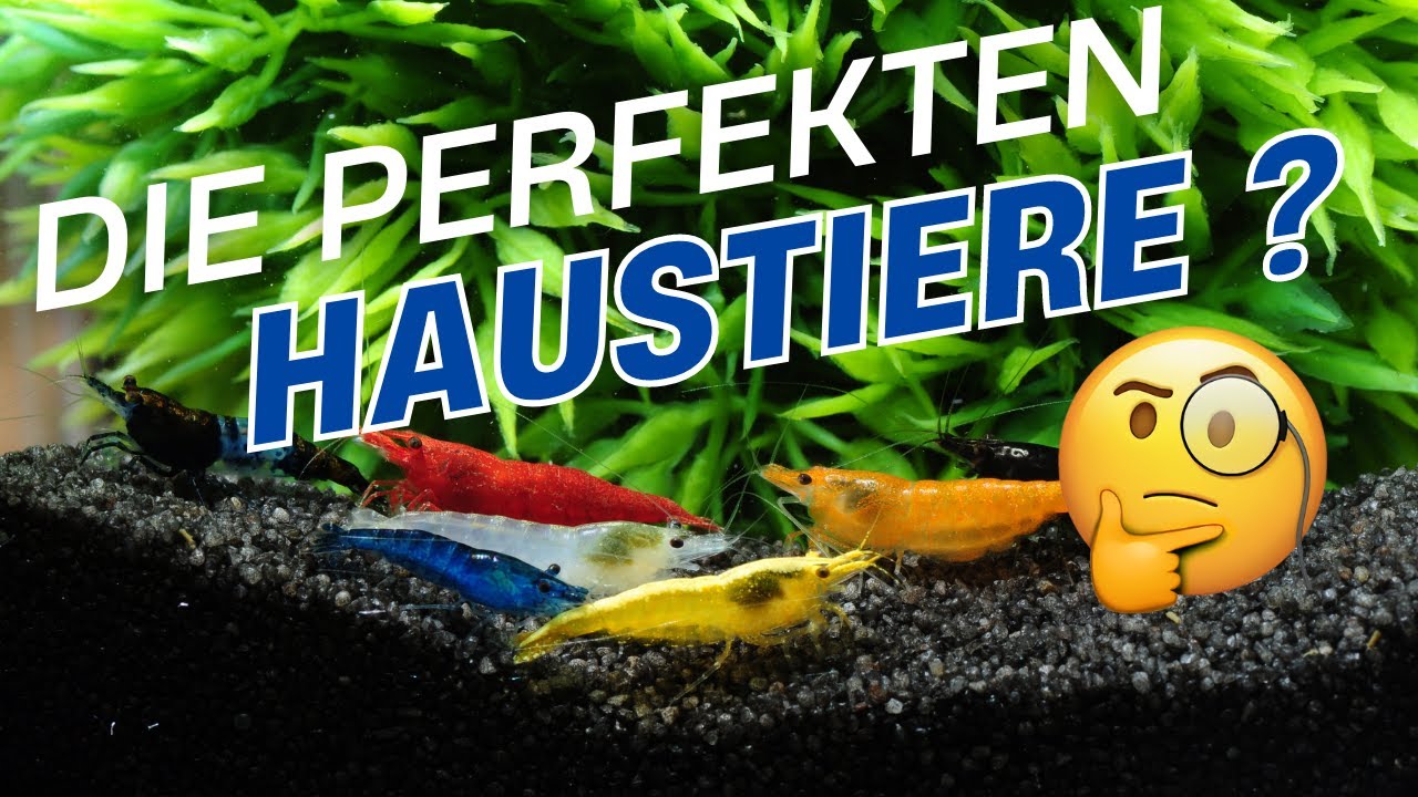 Zwerggarnelen: die BESTEN Haustiere? 😍