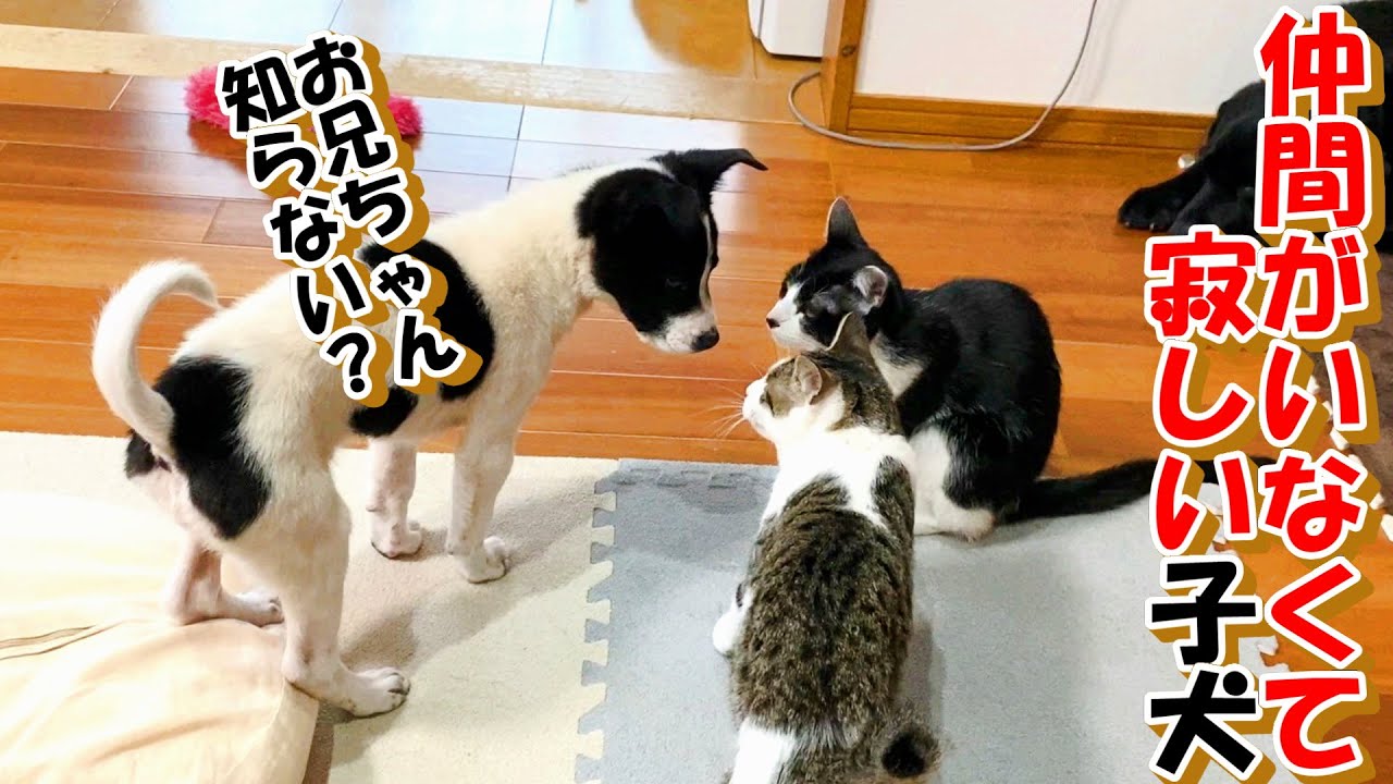 【ﾌﾞﾘｰﾀﾞｰﾚｽｷｭｰ　繁殖猫　保護犬】去勢手術しました＋元繁殖猫初めて遊びました