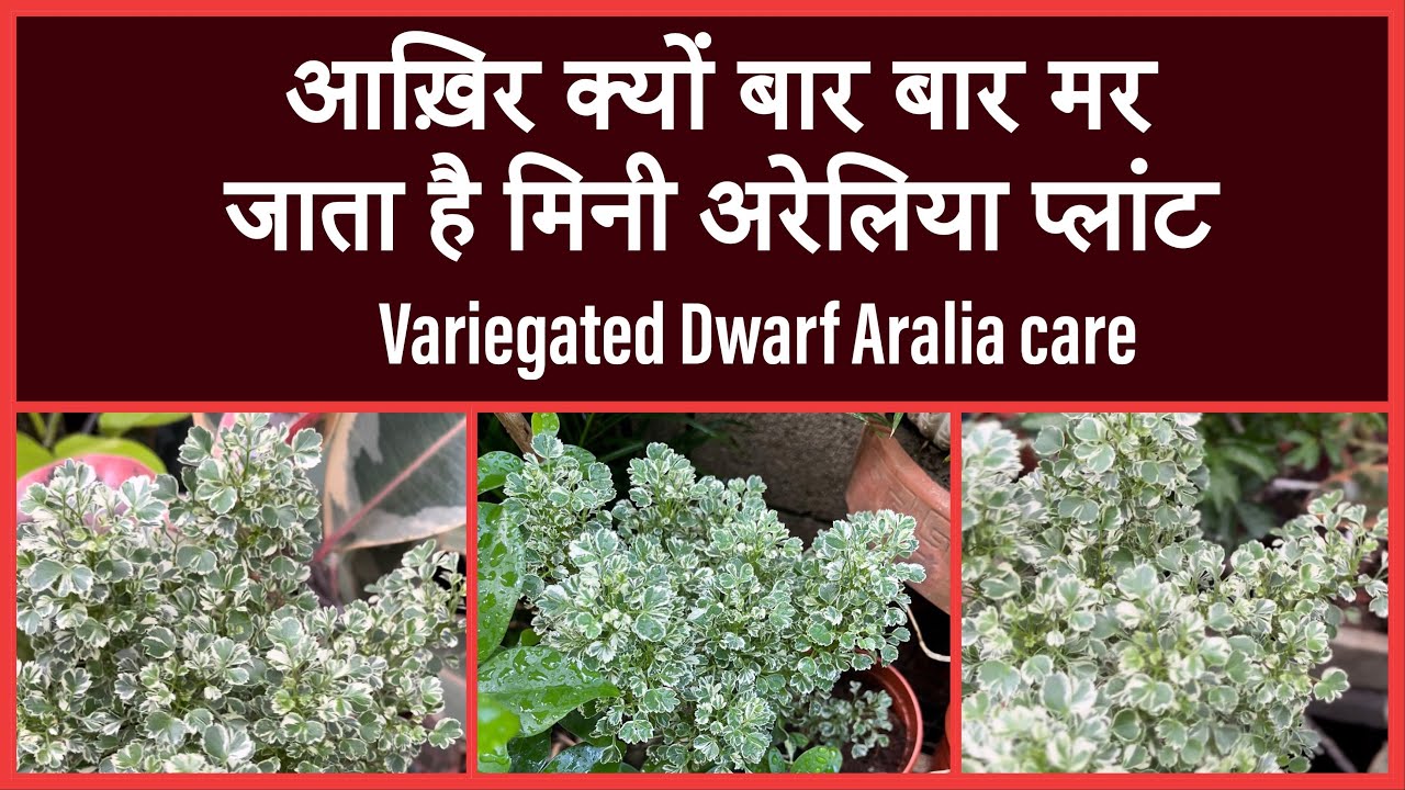 Aralia dwarf plant care ॥How to grow variegated mini Aralia plant ॥ ड्वार्फ अरेलिया प्लांट की केयर